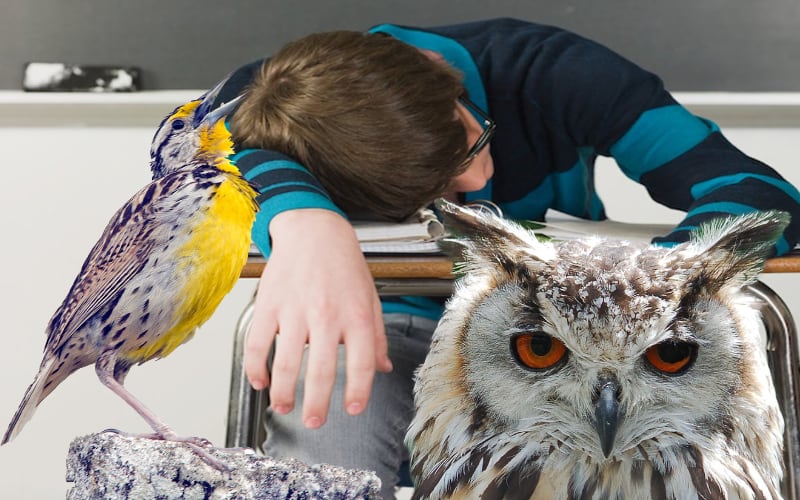 Morning Lark featured graphic