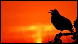 Morning Lark at sunrise
