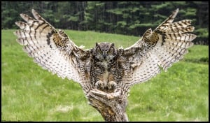Owl in flight