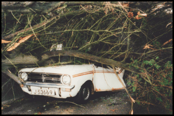 Tree on car