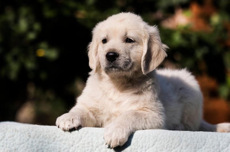 Picture of Golden Retriever puppy