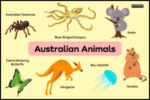 Child's picture/poster of Australian Animals