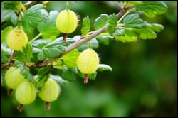 Gooseberries on a twig 